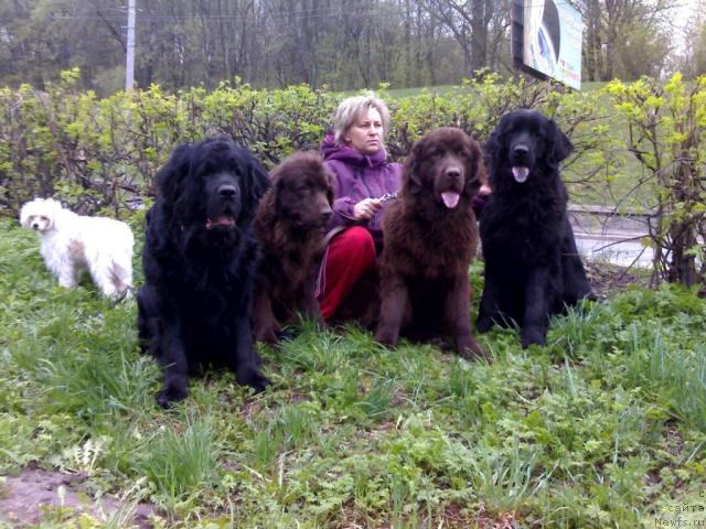 Фото: ньюфаундленд Алмас Утренняя Звезда