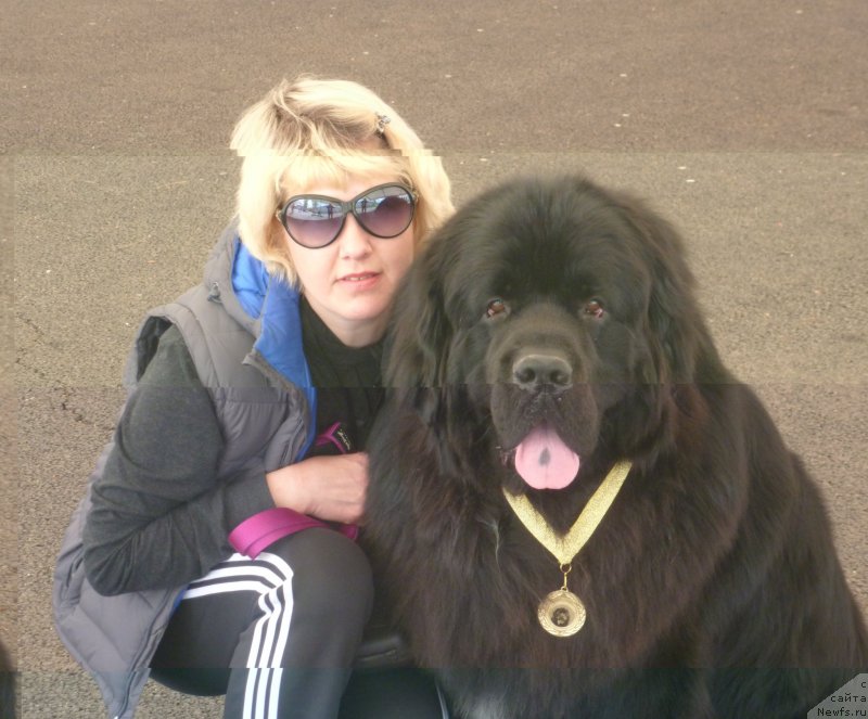 Фото: ньюфаундленд На Гребне Волны Королевский Сын