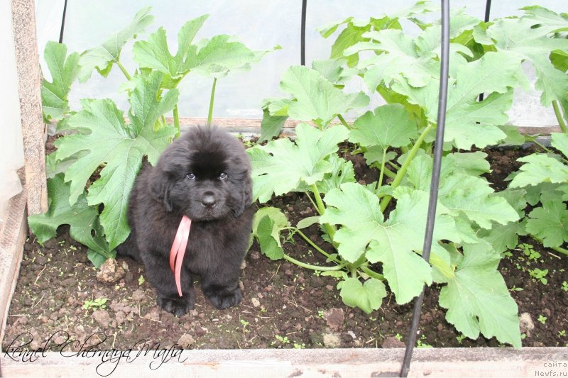 Фото: ньюфаундленд Черная Мафия Муст Хаве (Chernaya Mafia Must Have)