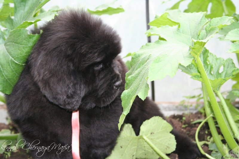 Фото: ньюфаундленд Черная Мафия Муст Хаве (Chernaya Mafia Must Have)