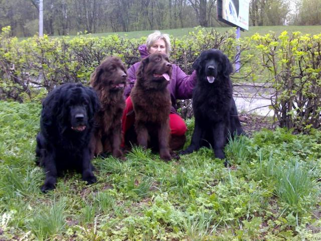 Фото: ньюфаундленд Сьюзи оф Нептуниас (Syuzi of Neptunias)