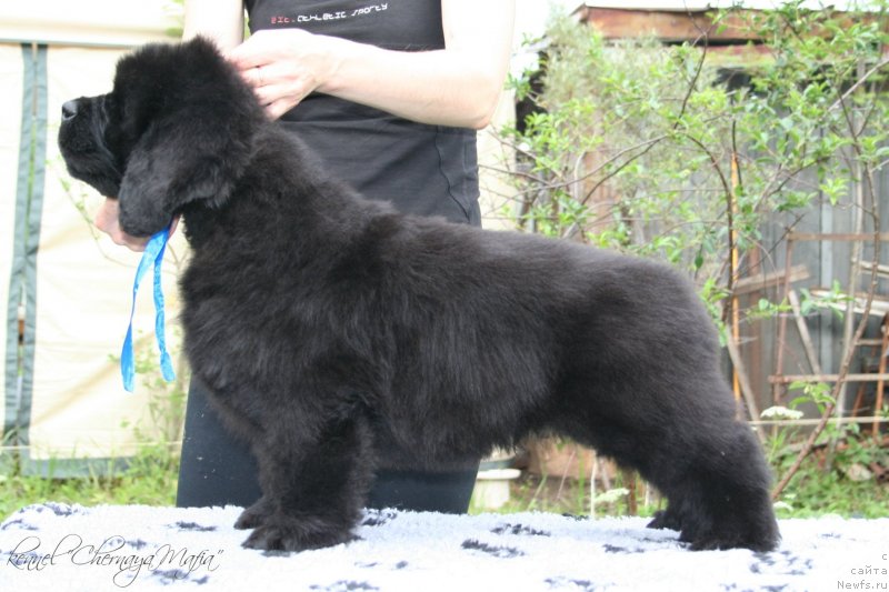 Фотография № 129251