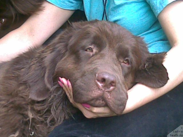 Фото: ньюфаундленд Афина Утренняя Звезда Вива Дженис (Afina Utrennya Zvezda Viva Jeniz)