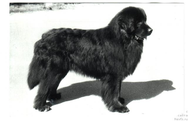 Фото: ньюфаундленд Питер Жейтур (Piter Zeitur)