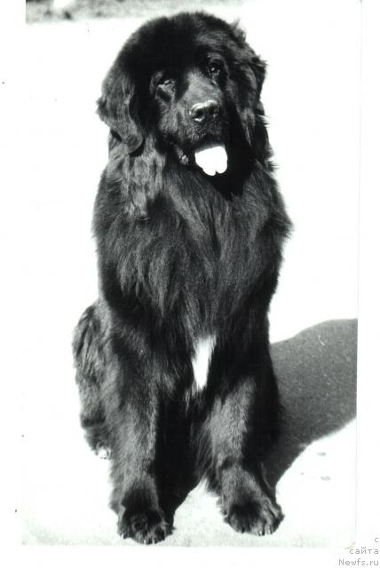 Фото: ньюфаундленд Питер Жейтур (Piter Zeitur)