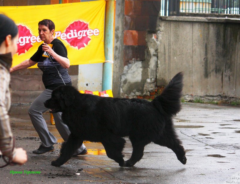 Фотография № 129309