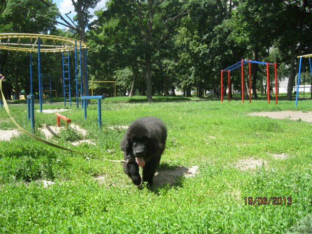 Фото: ньюфаундленд Султан Бест Бавария Бель (Sultan Best Bavariya Belle)