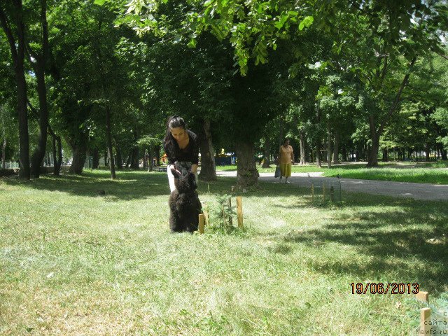 Фото: ньюфаундленд Султан Бест Бавария Бель (Sultan Best Bavariya Belle), Леусенко Светлана