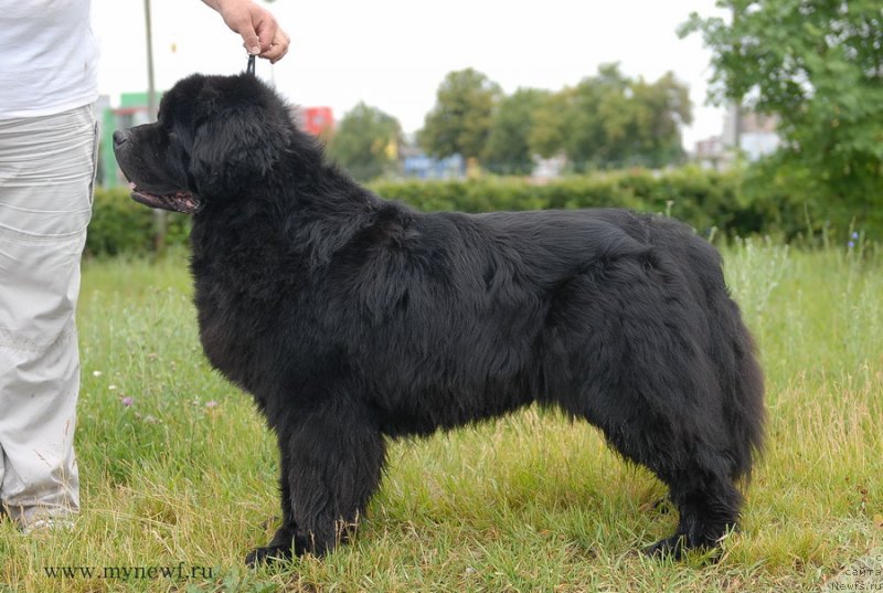 Фото: ньюфаундленд Паркер с Берега Дона (Parker s Berega Dona)