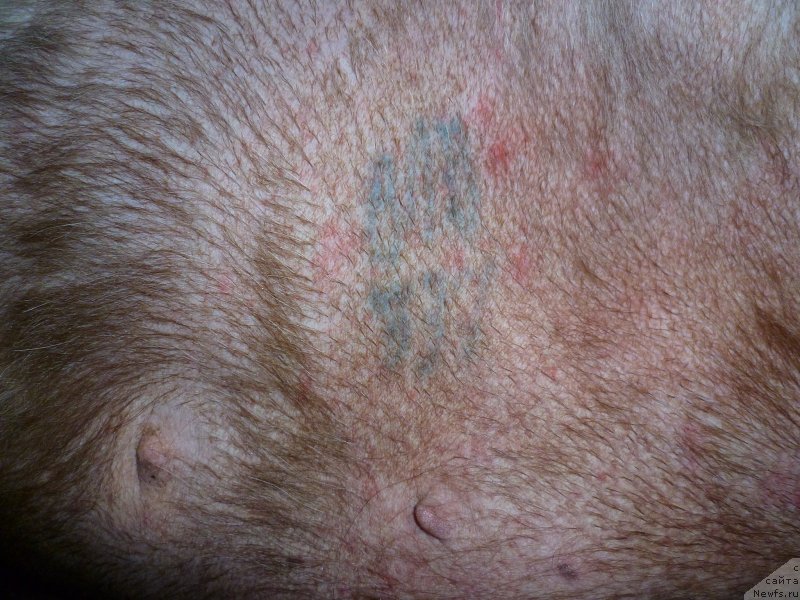 Фотография № 129374