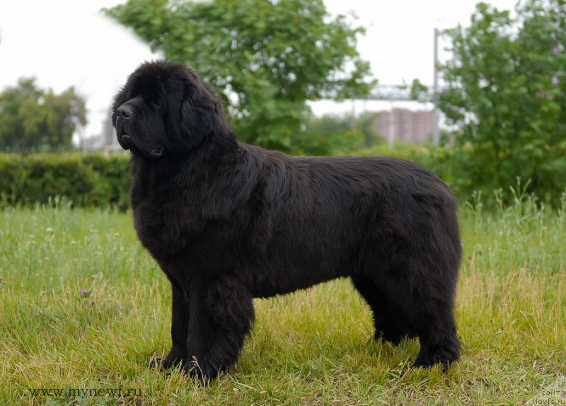 Фото: ньюфаундленд Сентябрина с Берега Дона (Sentyabrina s Berega Dona)