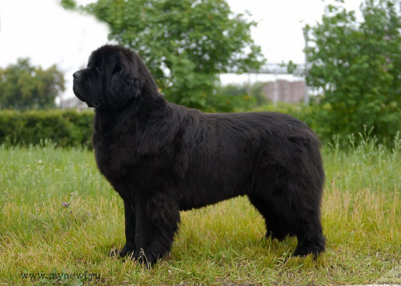 Фото: ньюфаундленд Сентябрина с Берега Дона (Sentyabrina s Berega Dona)