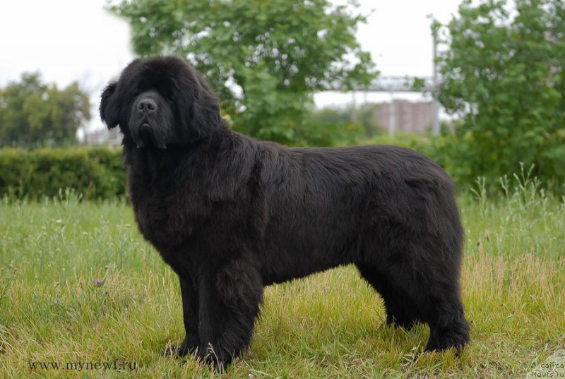 Фото: ньюфаундленд Сентябрина с Берега Дона (Sentyabrina s Berega Dona)