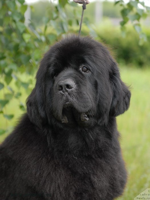 Фото: ньюфаундленд Сентябрина с Берега Дона (Sentyabrina s Berega Dona)