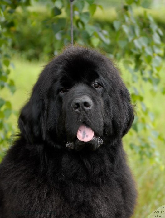 Фото: ньюфаундленд Сентябрина с Берега Дона (Sentyabrina s Berega Dona)