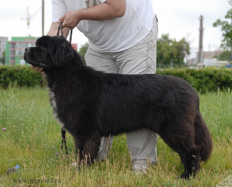 Фото: ньюфаундленд Ценный Кадр с Берега Дона (Tsenny Kadr s Berega Dona)