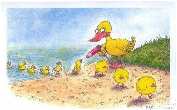 Фото: ньюфаундленд Питерньюф Монт Бланк (Piternyuf Mont Blanc)