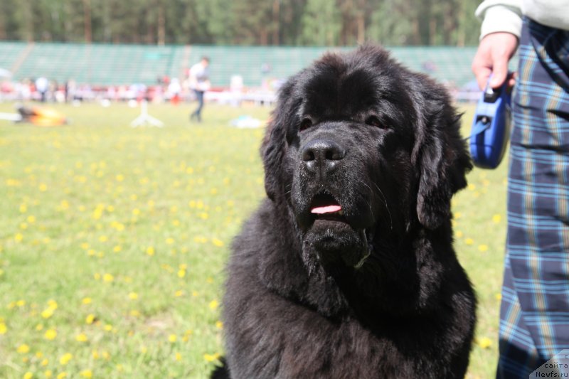 Фото: ньюфаундленд Аквиан Сонг Идзуми