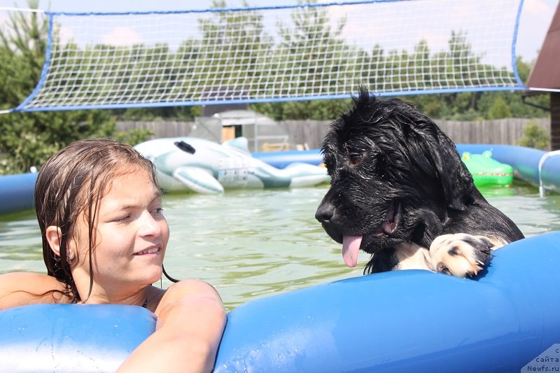 Фото: ньюфаундленд Искушение Моей Души (Iskushenie Moey Dushi)