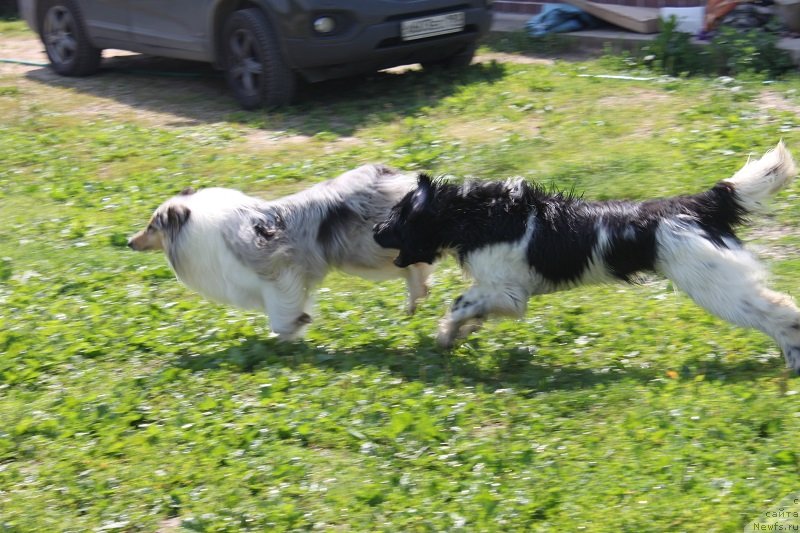 Фото: ньюфаундленд Искушение Моей Души (Iskushenie Moey Dushi)