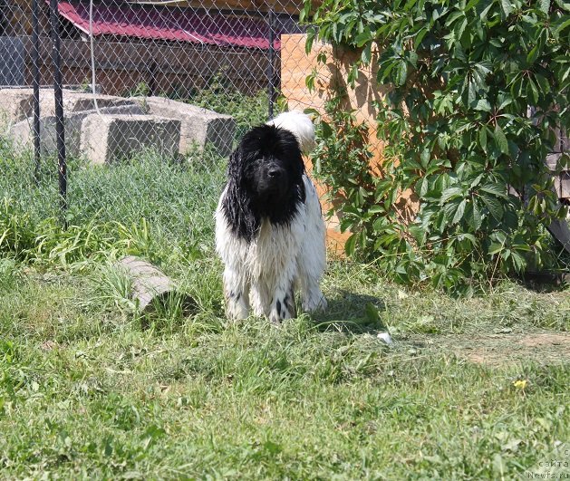 Фото: ньюфаундленд Искушение Моей Души (Iskushenie Moey Dushi)