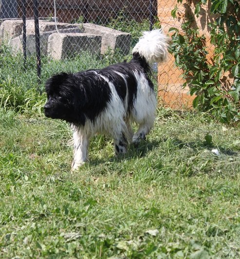 Фото: ньюфаундленд Искушение Моей Души (Iskushenie Moey Dushi)