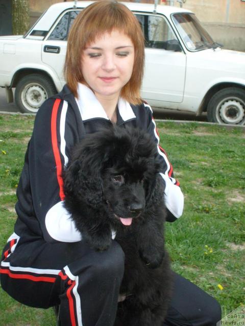 Фото: ньюфаундленд Кадо Коал, Яна Гарнова