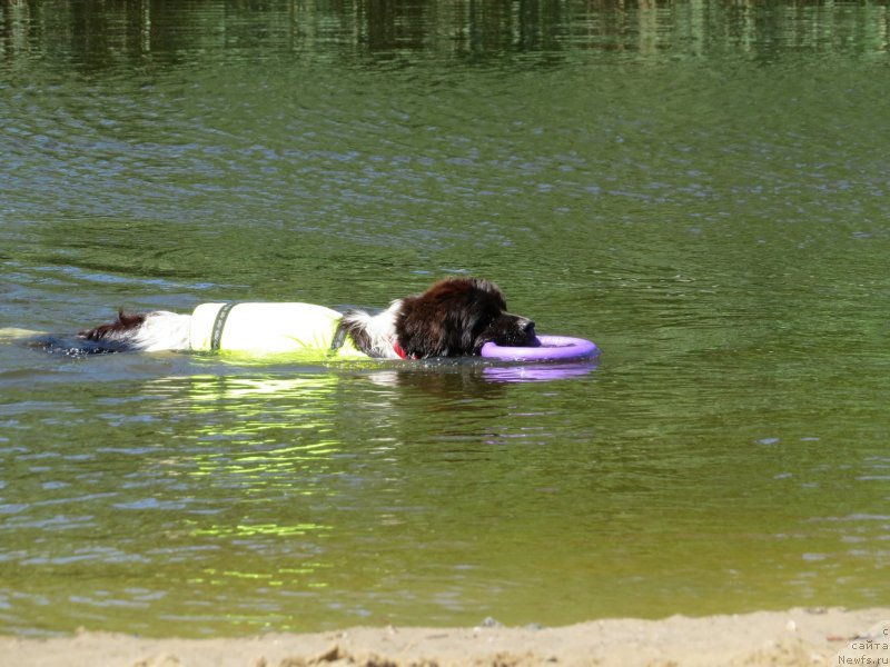 Фото: ньюфаундленд Clyde Winner Of The Ring Aqua Pearl