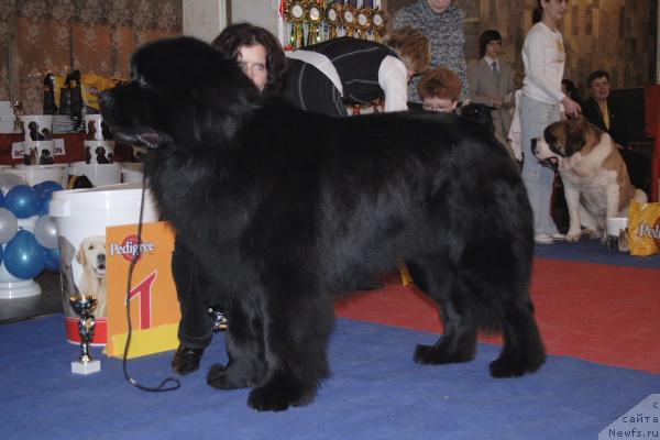Фото: ньюфаундленд Ланцелот Вялiкi Мядзведзь (Lanselot Vialiki Miadzved)