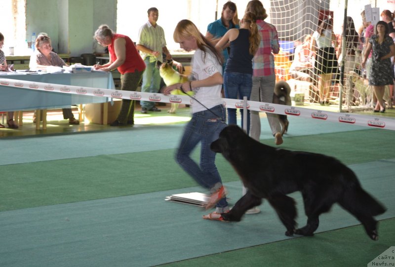 Фото: ньюфаундленд Софья Голден Джесс