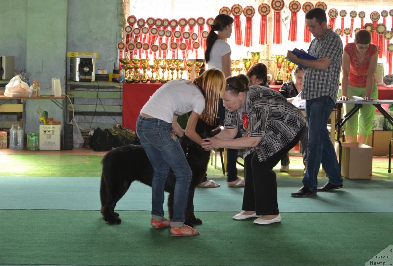 Фото: ньюфаундленд Софья Голден Джесс