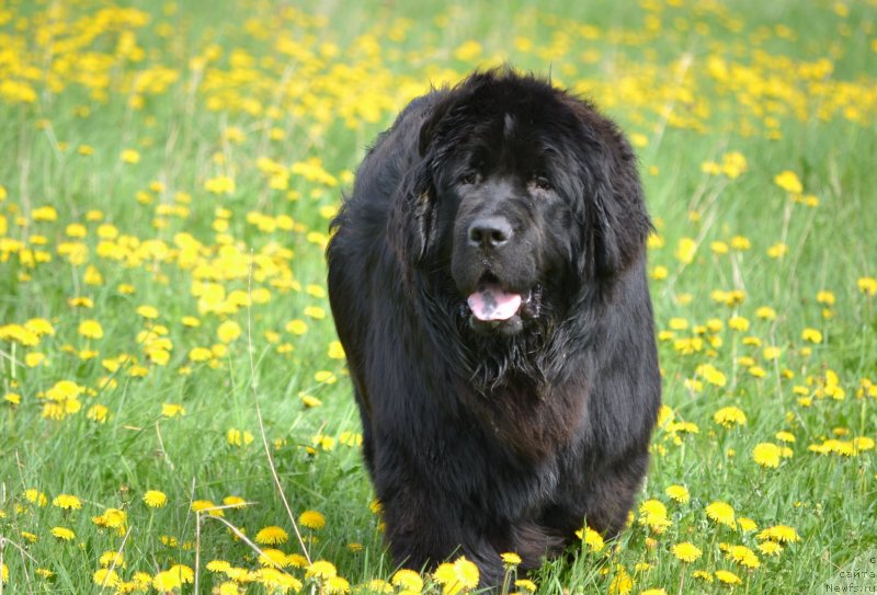 Фото: ньюфаундленд Симбад Покоритель Морей