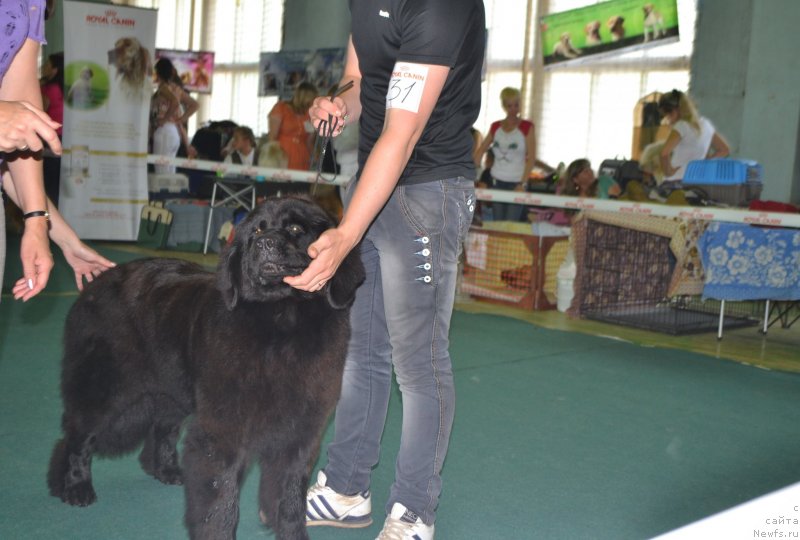 Фото: ньюфаундленд Скарлет О'Хара