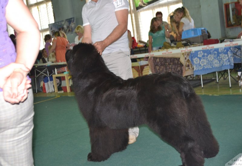 Фото: ньюфаундленд Симбад Покоритель Морей