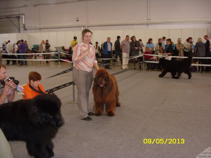 Фото: ньюфаундленд Командор из Медвежьего Яра