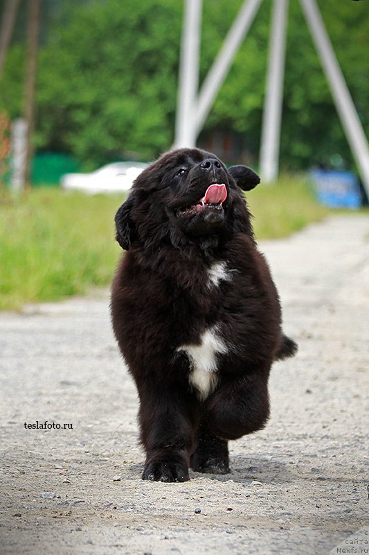 Фото: ньюфаундленд Акватория Келвин Щедривчик (Aquatoriya Kelvin Schedrivchik)