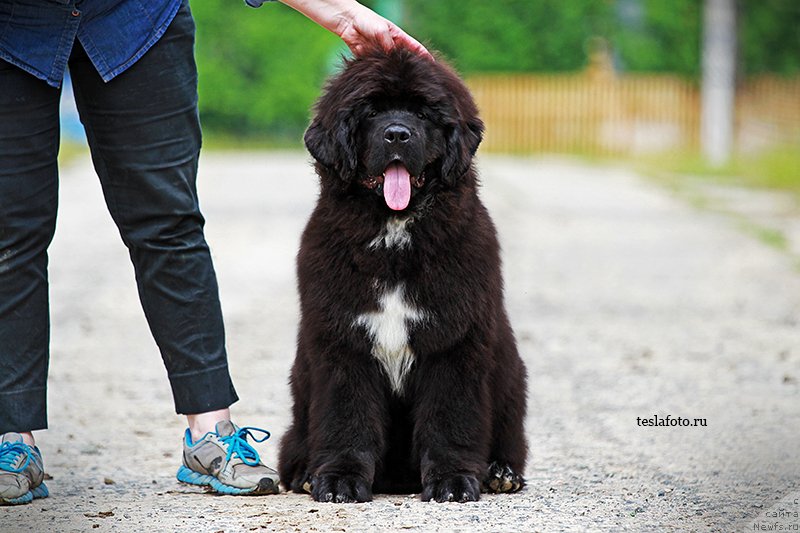 Фото: ньюфаундленд Акватория Келвин Щедривчик (Aquatoriya Kelvin Schedrivchik)