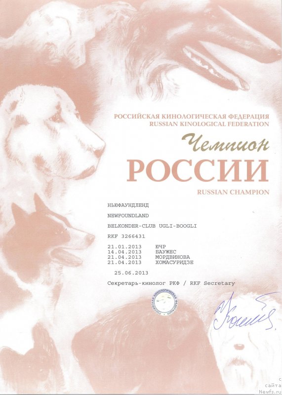Фото: ньюфаундленд Белкондер-Клаб Угли-Бугли (Belkonder-Club Ugli-Boogli)