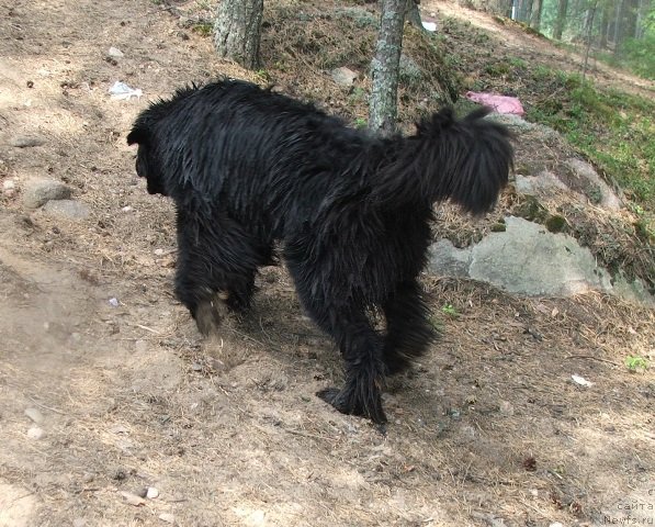 Фото: ньюфаундленд Deep Love Hammer for Plushevaya Panda