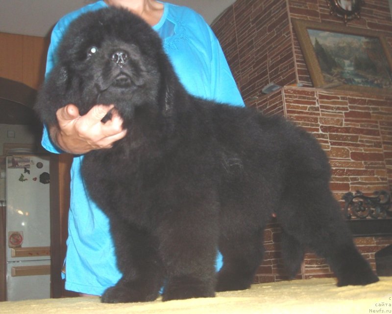 Фото: ньюфаундленд Виола Коста Лампони