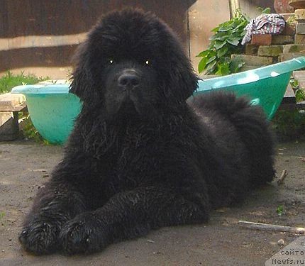 Фото: ньюфаундленд Bjornebandens Nancy Wilson