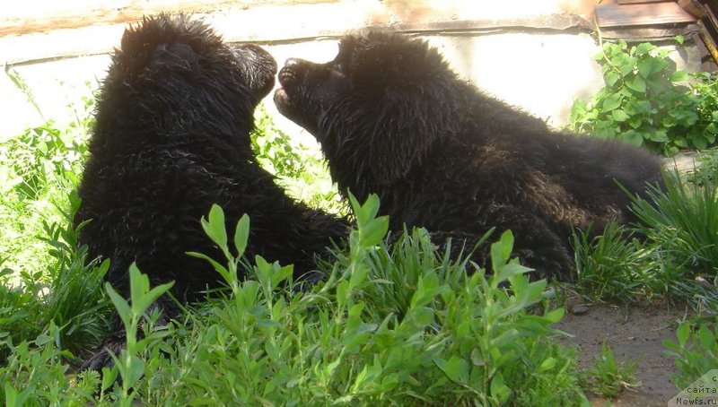 Фото: ньюфаундленд Bjornebandens Nancy Wilson