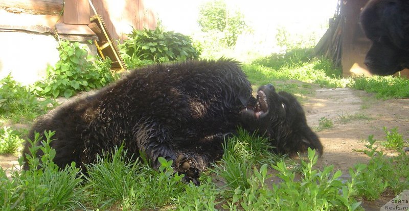 Фото: ньюфаундленд Bjornebandens Nancy Wilson