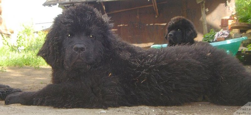 Фото: ньюфаундленд Bjornebandens Nancy Wilson