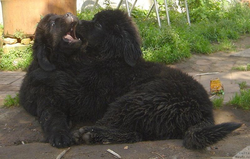 Фото: ньюфаундленд Bjornebandens Nancy Wilson