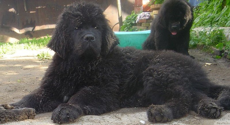 Фото: ньюфаундленд Bjornebandens Nancy Wilson