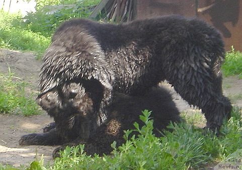 Фото: ньюфаундленд Bjornebandens Nancy Wilson