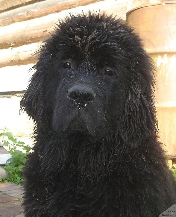 Фото: ньюфаундленд Bjornebandens Nancy Wilson