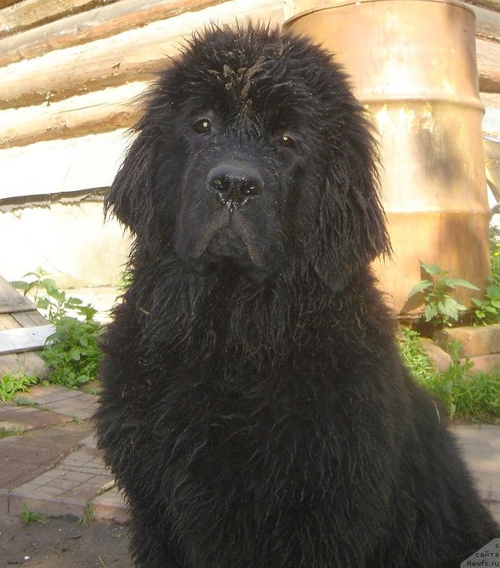 Фото: ньюфаундленд Bjornebandens Nancy Wilson