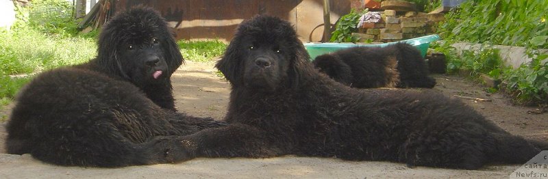 Фото: ньюфаундленд Bjornebandens Nancy Wilson